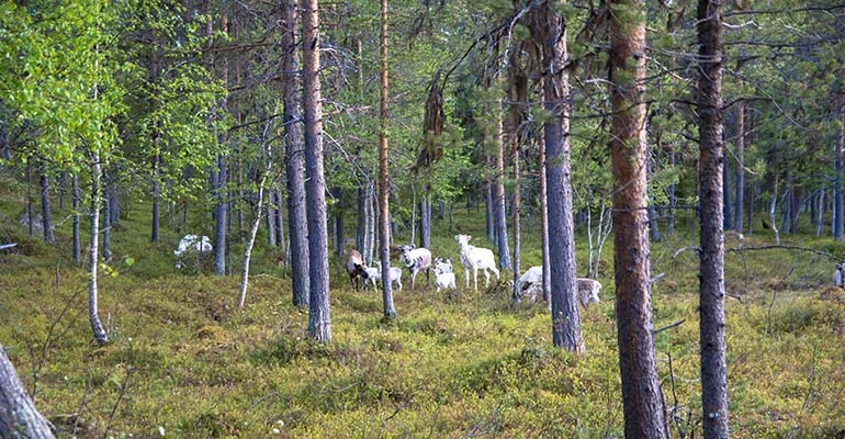 rendieren lapland