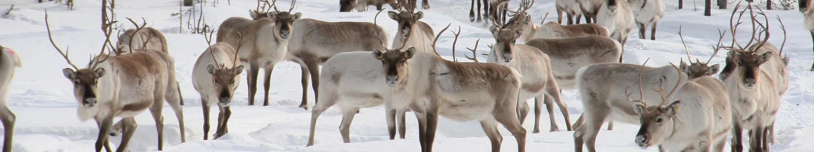 De 'Big Five' van het Pure Noorden