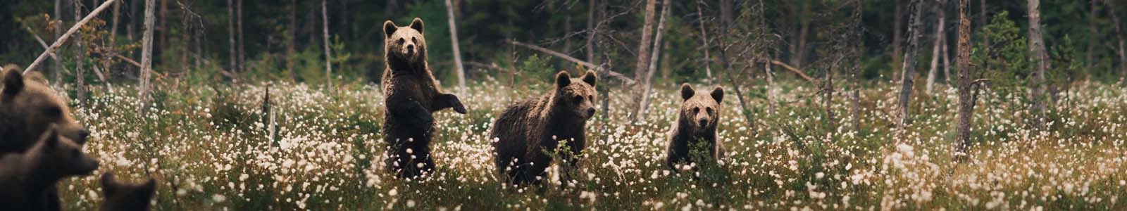 Beren in Finland en Zweden