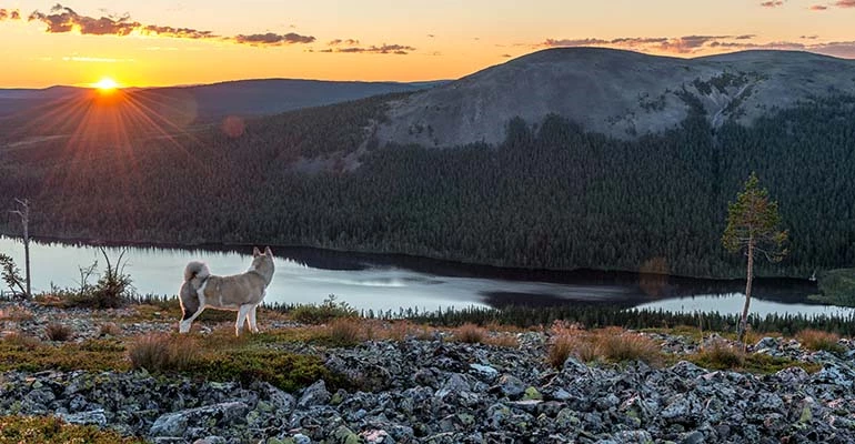 Urho Kekkonen National Park Fins Lapland