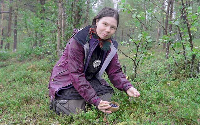 bessen plukken Zweeds Lapland