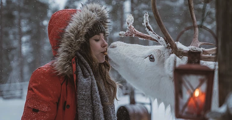 rendier kus in Lapland