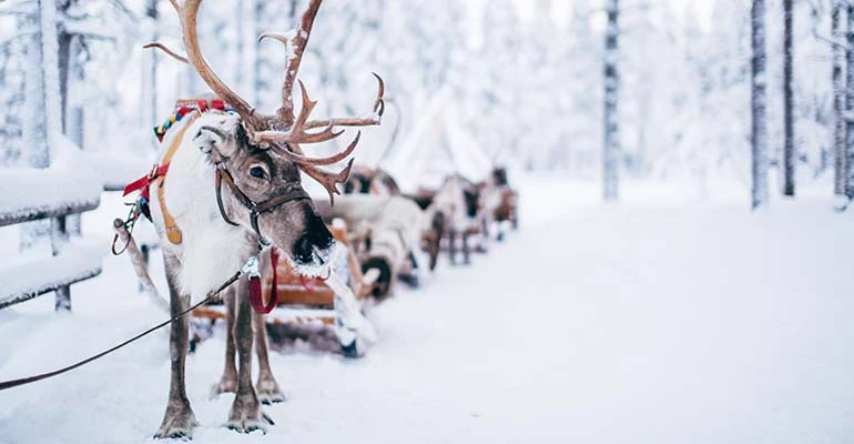 rendieren voeren Lapland