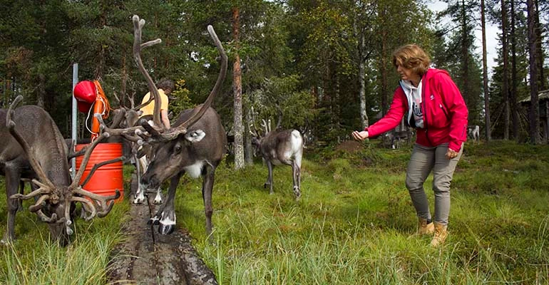 rendieren voeren Lapland