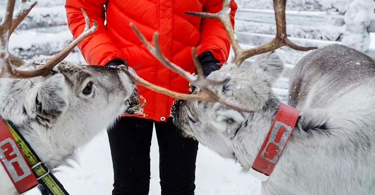 rendieren voeren Lapland