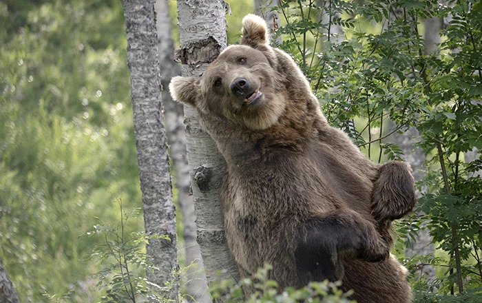 ranua zoo finland