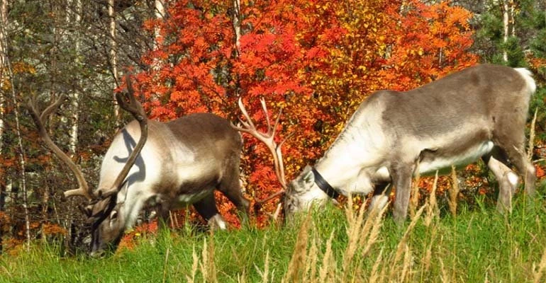 herfst lapland