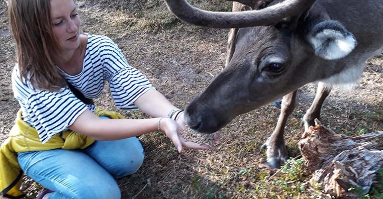 rendieren in salla reindeer park