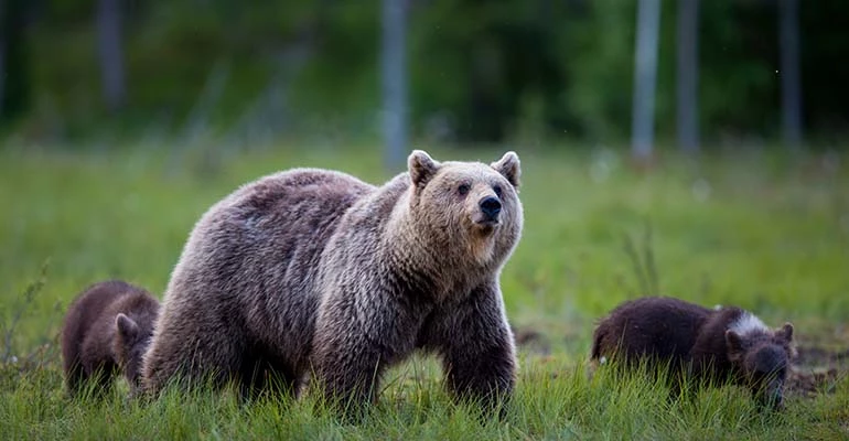 wildlife spotten finland vuokatti