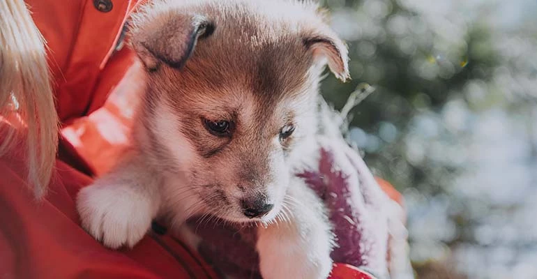 Liefde voor dieren in Scandinavië