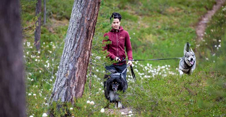 hiken met husky's finland vuokatti