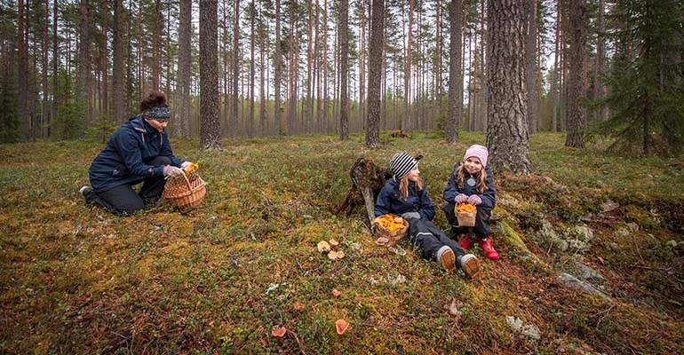 wild food tour finland vuokatti