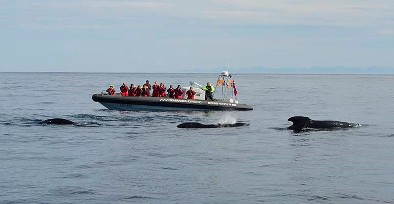 walvissen spotten boot