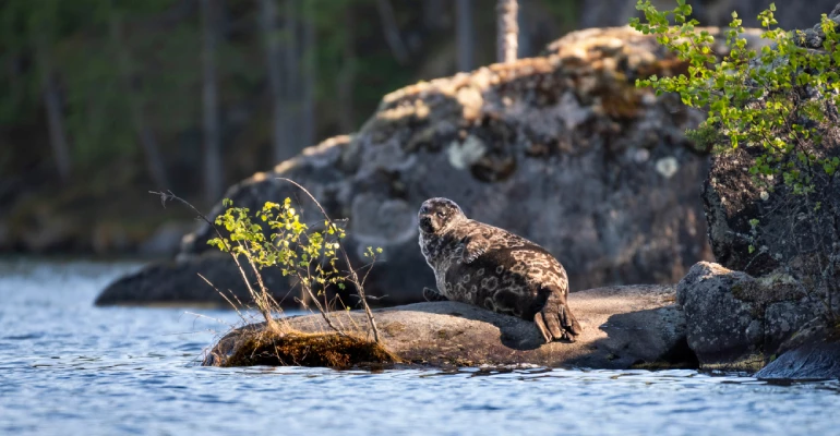 finland saimaa ringelrob spotten