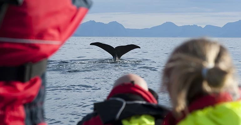 walvis spotten noorwegen