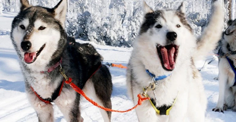 husky lapland