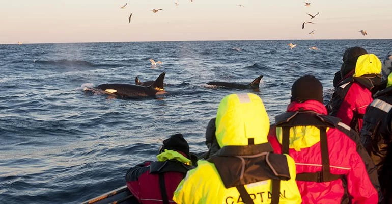 walvis safari andenes