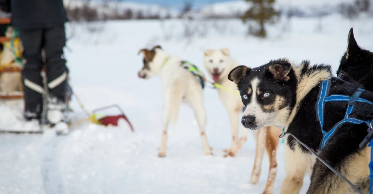 tromso huskysafari winter