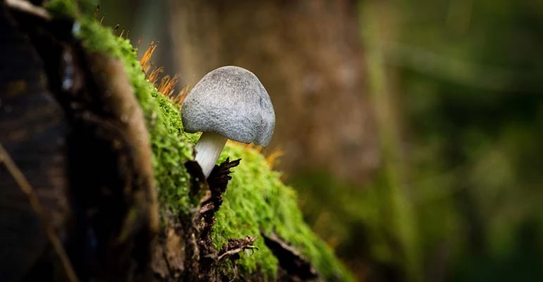 lekker eten in de herfst in Schotland