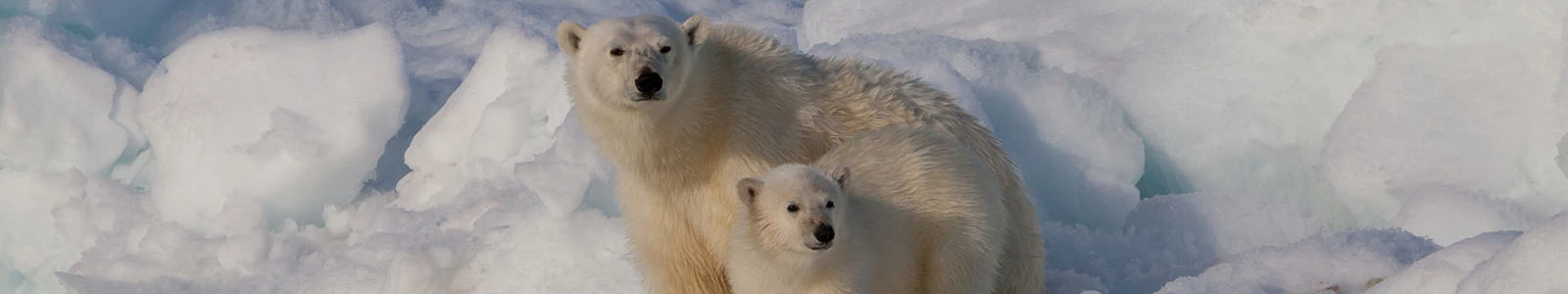 Svalbard, beter bekend als Spitsbergen