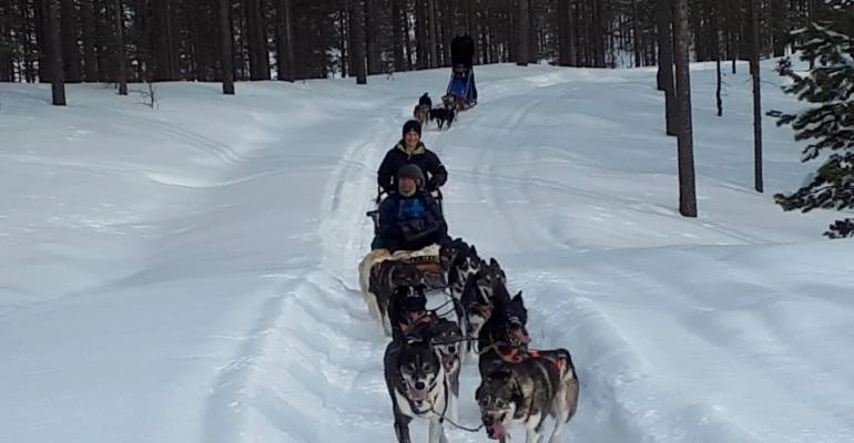 Huskysafari's in Dalarna in Zweden