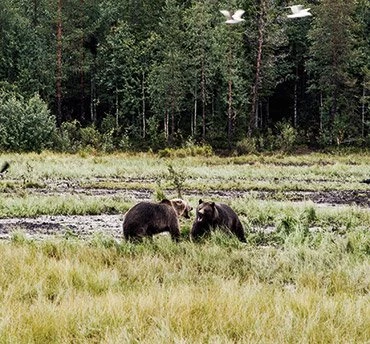 De nationale parken van Finland